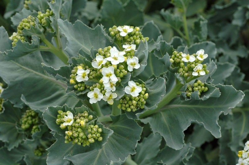 Pikadrom Russian High Quality seeds Katran Tatar horseradish