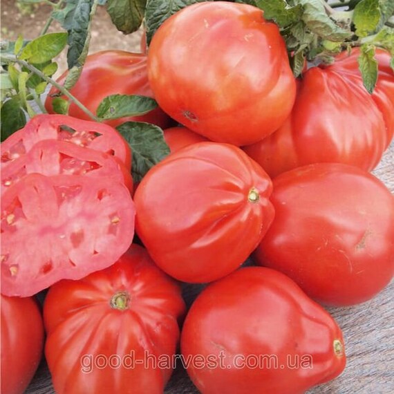 Tomato Siberian Garden Russian Seeds. Business Lady Non-GMO Tomato Siberian Garden Russian Seeds. Business Lady Non-GMO