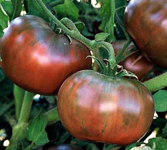 Tomato "Olya f1" Russian High Quality seeds.Non GMO Tomato "Olya f1" Russian High Quality seeds.Non GMO