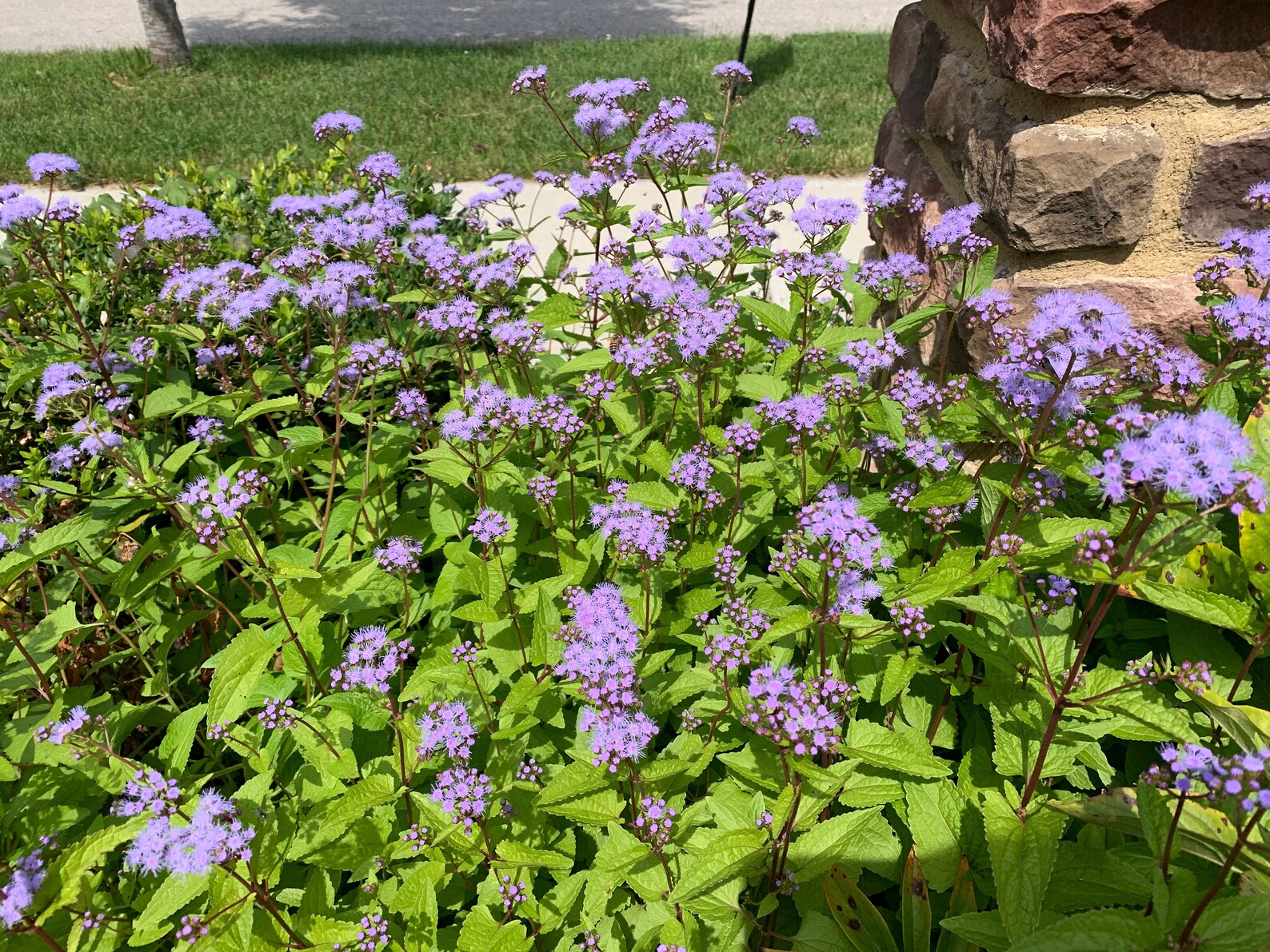 30 Hardy Ageratum Live Plants Blue Mist Flowers Great Ground Etsy