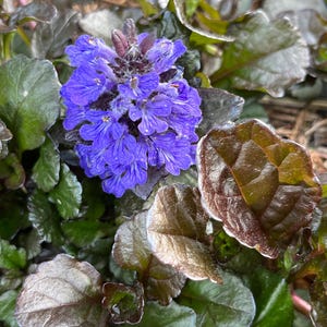 30+ 'Black Scallop' Bugleweed (Ajuga reptans) Bare-rooted Starter Plants Organically Grown Winter Hardy Perennial Ground Cover