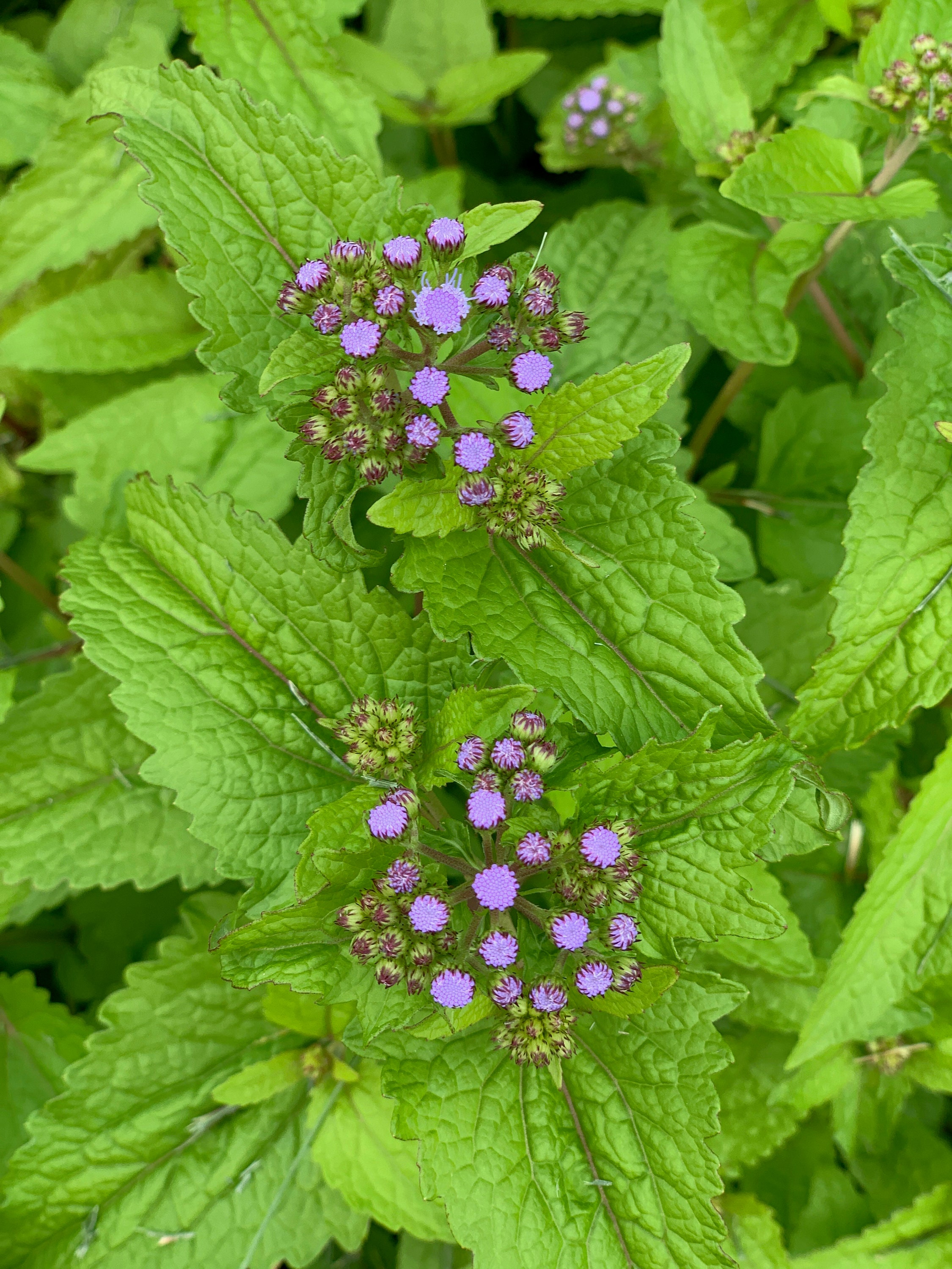 30 Hardy Ageratum Live Plants Blue Mist Flowers Great Ground Etsy