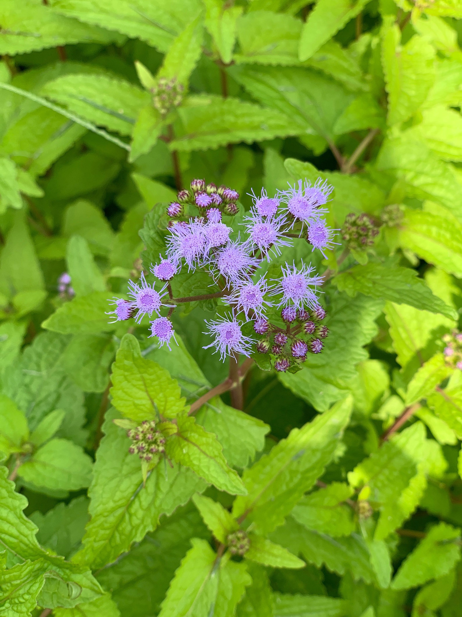 30 Hardy Ageratum Live Plants Blue Mist Flowers Great
