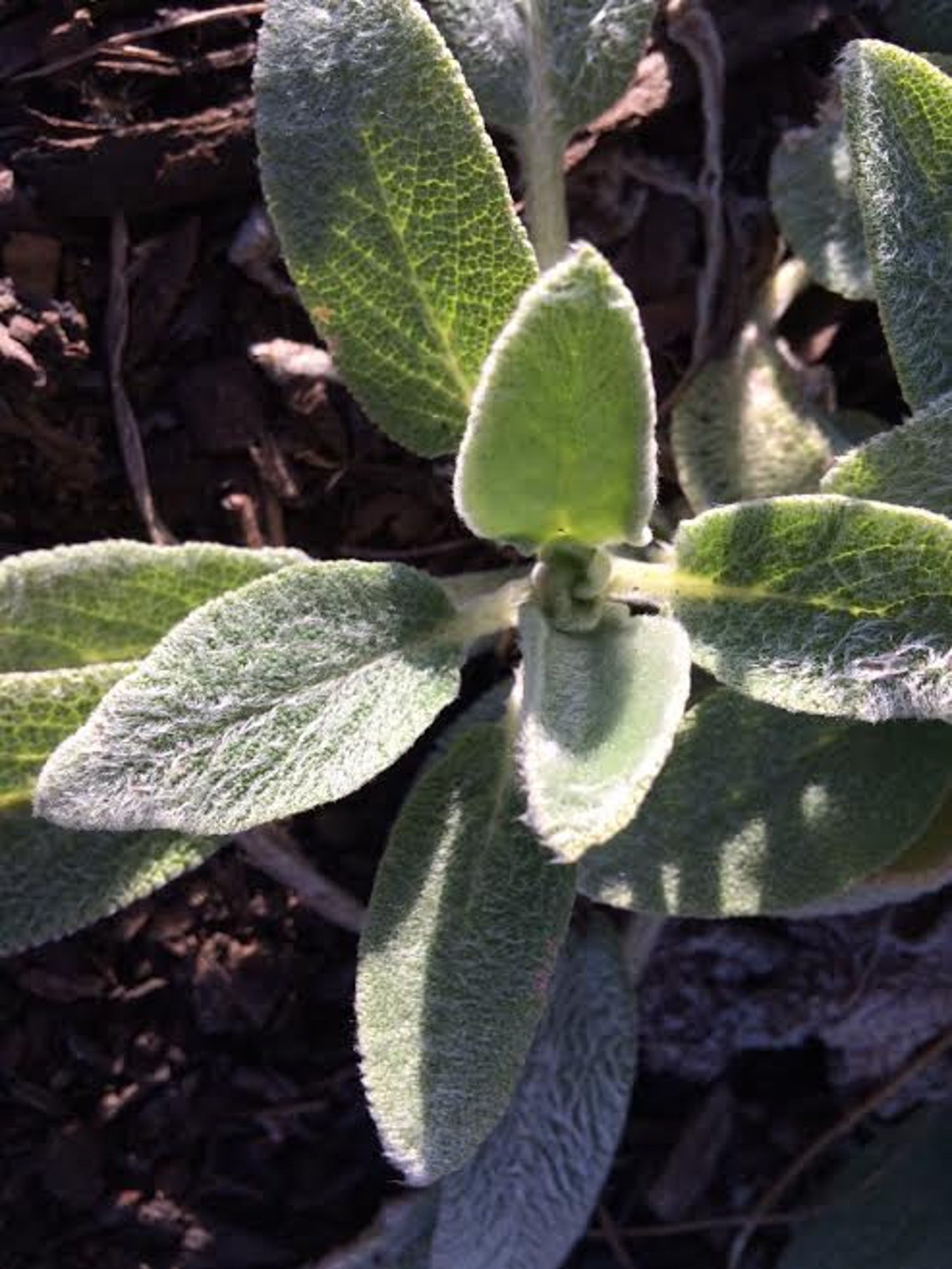 30 Hardy Lamb's Ear Starter Plants Live Bareroot Purple Etsy