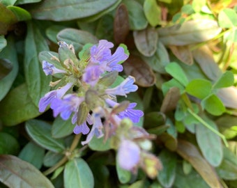 50+ Bugleweed (Ajuga reptans) ‘Chocolate Chip’ Bare-rooted Starter Plants Organically Grown Winter Hardy Perennial Ground Cover