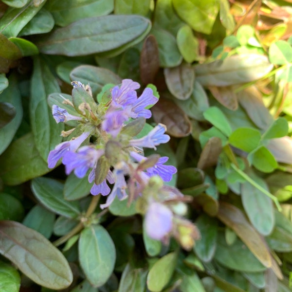 50+ Bugleweed (Ajuga reptans) ‘Chocolate Chip’ Bare-rooted Starter Plants Organically Grown Winter Hardy Perennial Ground Cover