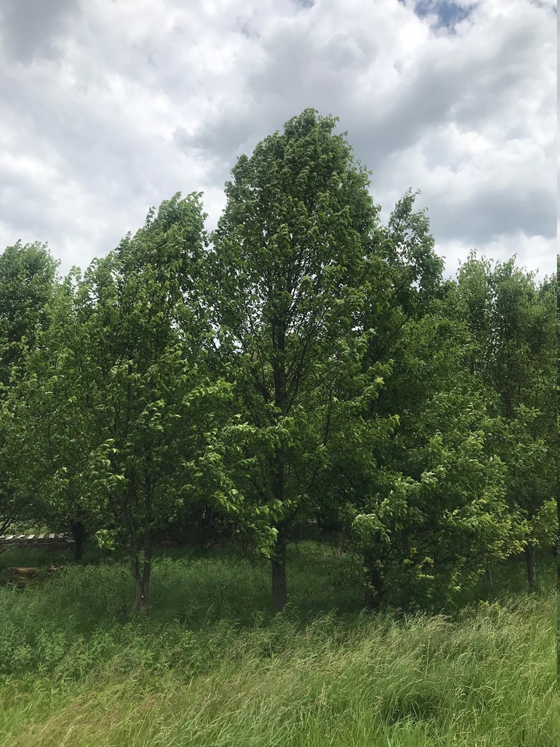 Three 3 Cleveland Select Ornamental Flowering Pear Trees ...