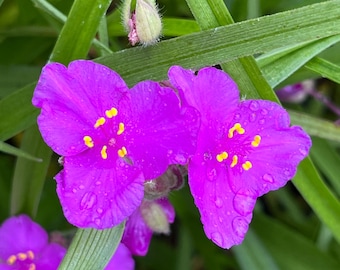Tradescantia 'zwanenburg Blue' | Blue Spiderwort, Unique Flowering