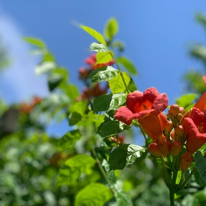 May include: Close-up of bright orange trumpet vine flowers blooming against a blue sky. The flowers are clustered together on a green vine with leaves.