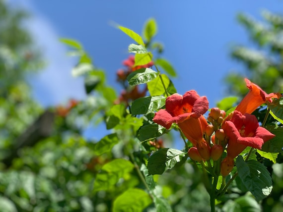 30 Seeds - Hummingbird favorite ! Campsis radicans Seeds, Red Trumpet Vines