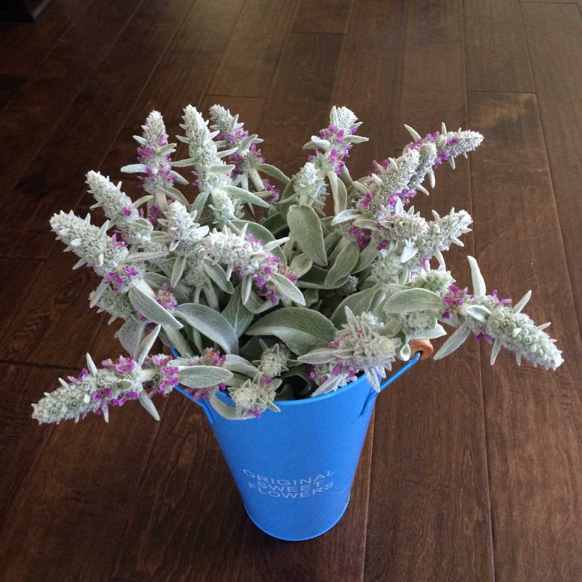 30 Hardy Lamb's Ear Starter Plants Live Bareroot Purple Etsy