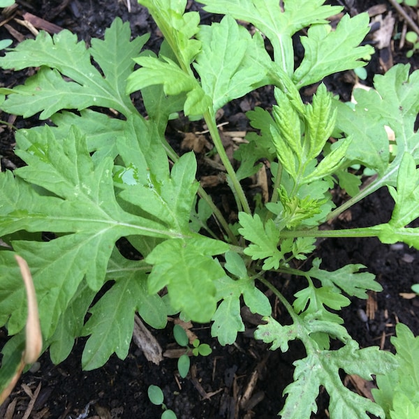 40+ Mugwort (艾蒿) Bare-rooted Plants Hardy Perennial Medicinal Herb Organic Groundcover