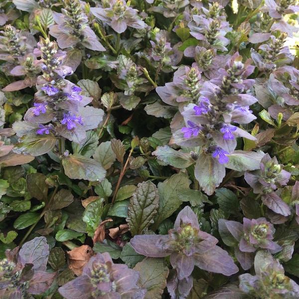 50+ Bugleweed (Ajuga reptans) Chocolate leaved Bare-rooted Starter Plants Organically Grown Winter Hardy Perennial Ground Cover