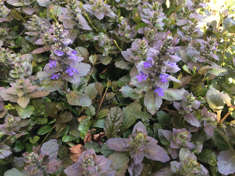 50 Bugleweed ajuga Reptans Chocolate Leaved Barerooted Starter Plants