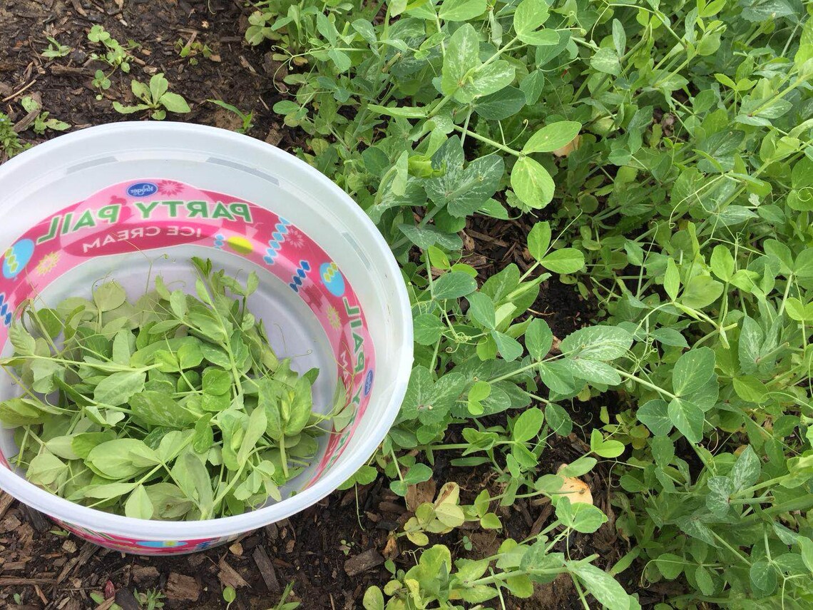 50 Seeds of Organic Field Pea Cover Crop Edible Pea Shoots tendrils and