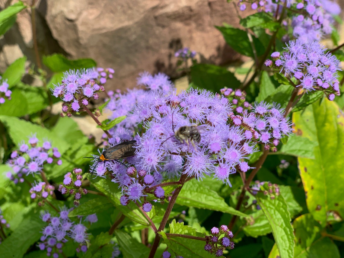 30 Hardy Ageratum Live Plants Blue Mist Flowers Great Ground Etsy