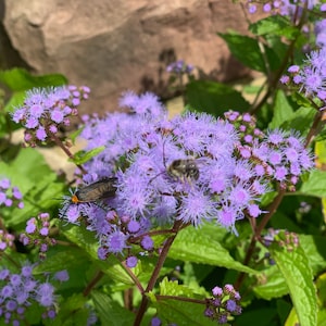 30+ Hardy Ageratum Live Plants Blue Mist Flowers Great Ground cover Bare-root