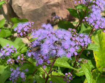 30+ Hardy Ageratum Live Plants Blue Mist Flowers Great Ground cover Bare-root