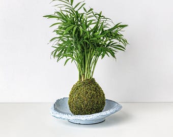 Mini Palme Kokedama