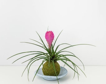 Rosa Federkiel von Kokedama