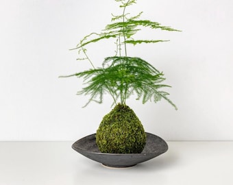 Spargelfarn Plumosus Kokedama