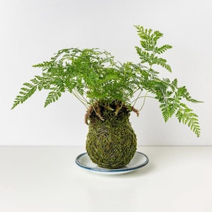 Rabbit Foot Fern Kokedama