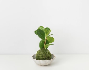 Grüne Peperomia Kokedama
