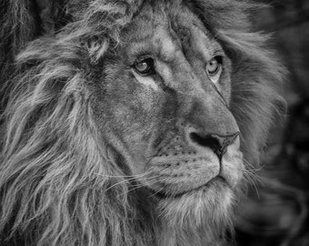 Mane Man - A fine art monochrome print of a male lion. Available in A3/A4 sizes and mounted on acid free white card.