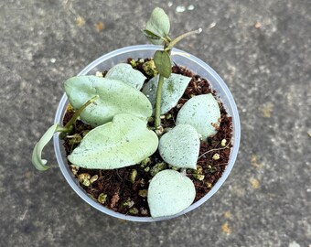 Hoya Lacunosa ‘Silver Mint Coin’ - Exact Plant in 2.5” Pot