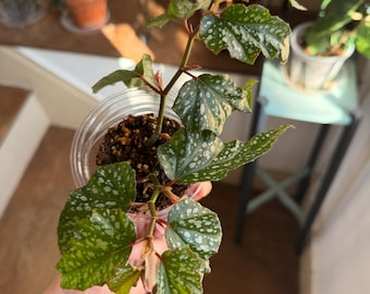 Begonia Angel-Wing ‘Sophia’ - Planta exacta en maceta de 8,9 cm.