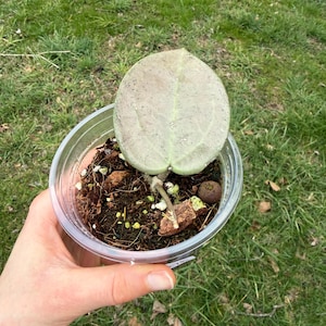 May include: A potted Hoya plant with a large, round, light green leaf. The plant is in a clear plastic container filled with soil and small pieces of bark. The background is green grass.