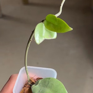 May include: A small Hoya plant with a single long, thin, light green stem extending upward from a translucent square plastic pot. The plant features two small, smooth, heart-shaped light green leaves at the top and one larger, oval-shaped leaf near the base.