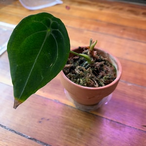 10 cm Anthurium Forgetii Hybrid - Genaue Pflanze