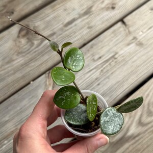 Hoya Mathilde Super Silver Splash - High Variegation -  Exact Plant