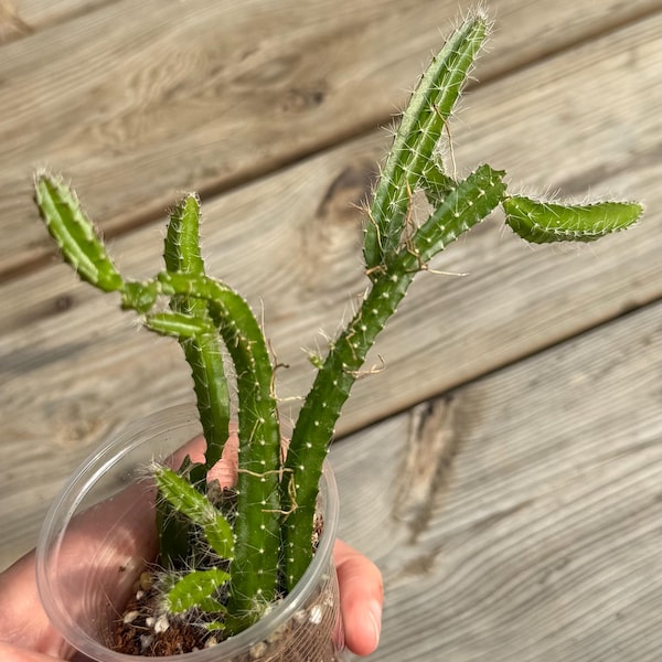 Dog-Tail Cactus - Selenicereus testudo - Exact Plant