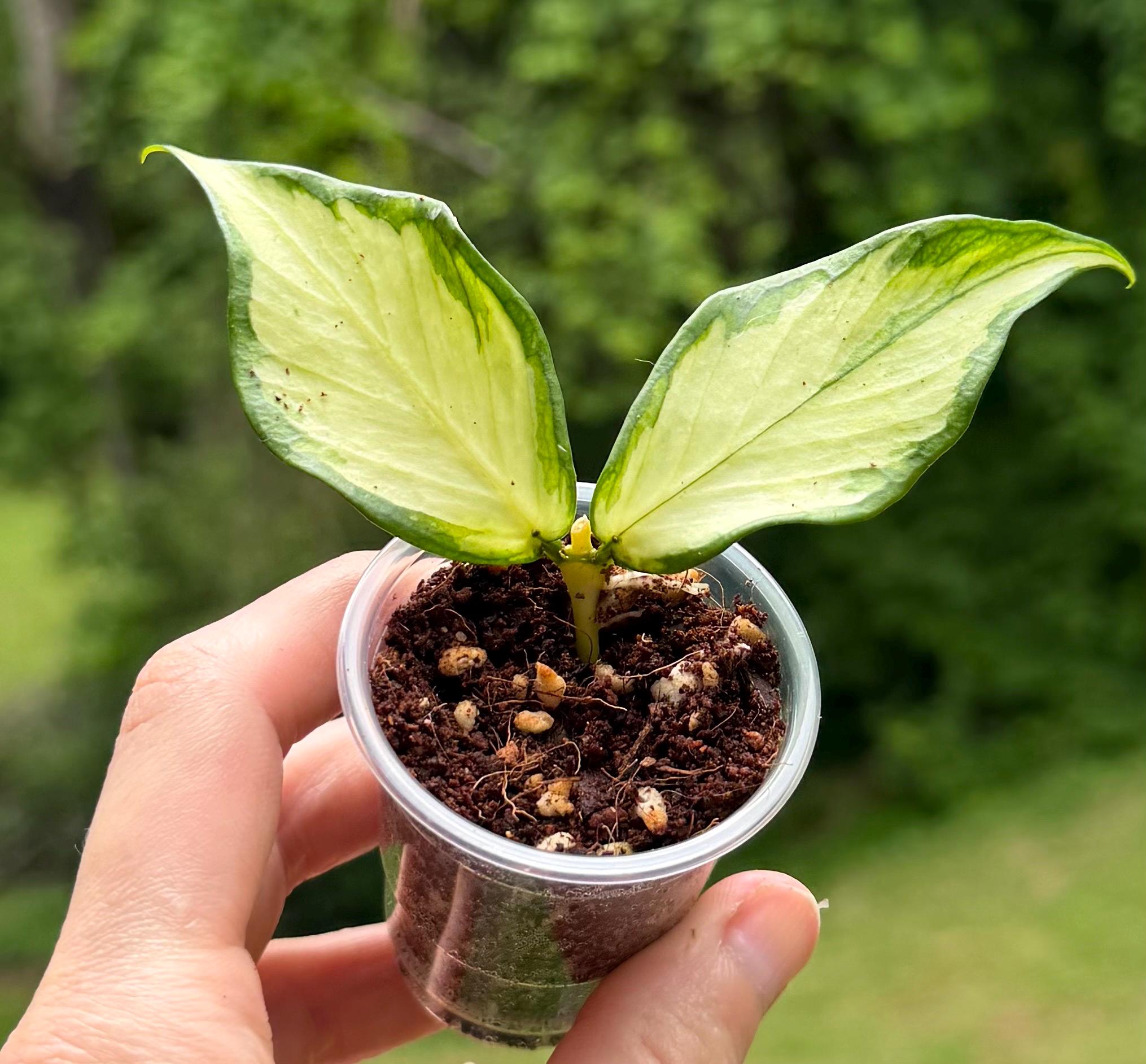 Hoya polyneura inner variegated - Etsy 日本