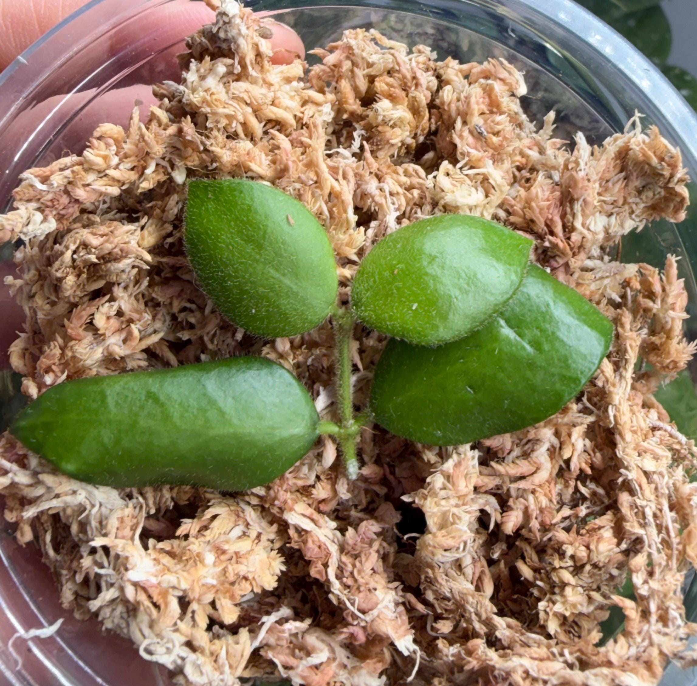 Hoya Aeschynanthoides - Etsy