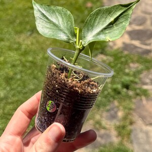 Hoya Polyneura Broget Silver - Etsy