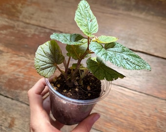 Begonia a foglie d'angelo ‘Sinbad’ - Pianta identica in vaso da 3,5”.