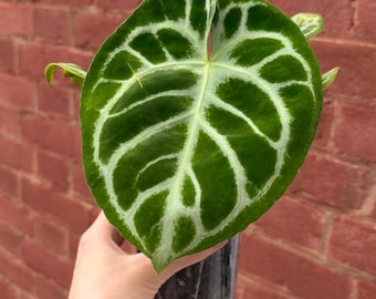 Anthurium Blue Velvet X (AOS DF X BVEP) Select Holdback Seedling