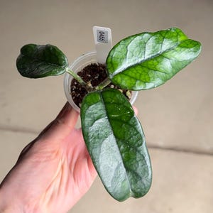 May include: A small Hoya plant with three thick, dark green, textured leaves with prominent veins, planted in a clear plastic pot filled with soil, featuring a white rectangular plant tag labeled with the number 0455.