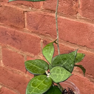Hoya Parasitica ‘Black Margin’ - Exact Plant in 3.5” Pot