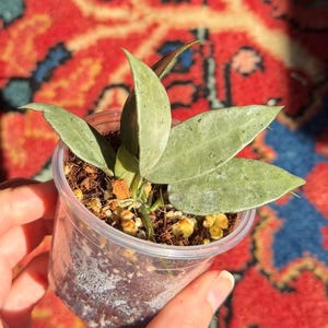 May include: A small Hoya plant with light green, pointed, succulent-like leaves featuring subtle dark speckling. The plant is potted in a clear plastic container filled with a chunky, porous soil mix containing perlite and coconut coir.
