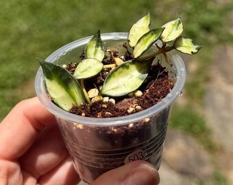 Super Rare — Hoya Lacunosa Asami Reverse Variegated “2 Leaf Not