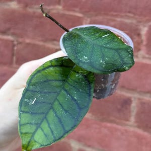 Hoya Callistophylla ‘Vena’ - Exact Plant - 3” Pot - Big Leaf Hoya - New Growth