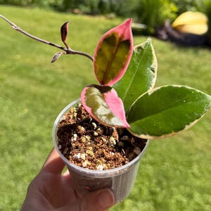Hoya Flamingo Dream Plant - Etsy