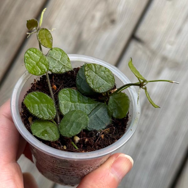 Dischidia Hirsuta - Exact Plant - Rooted With New Growth - Rare