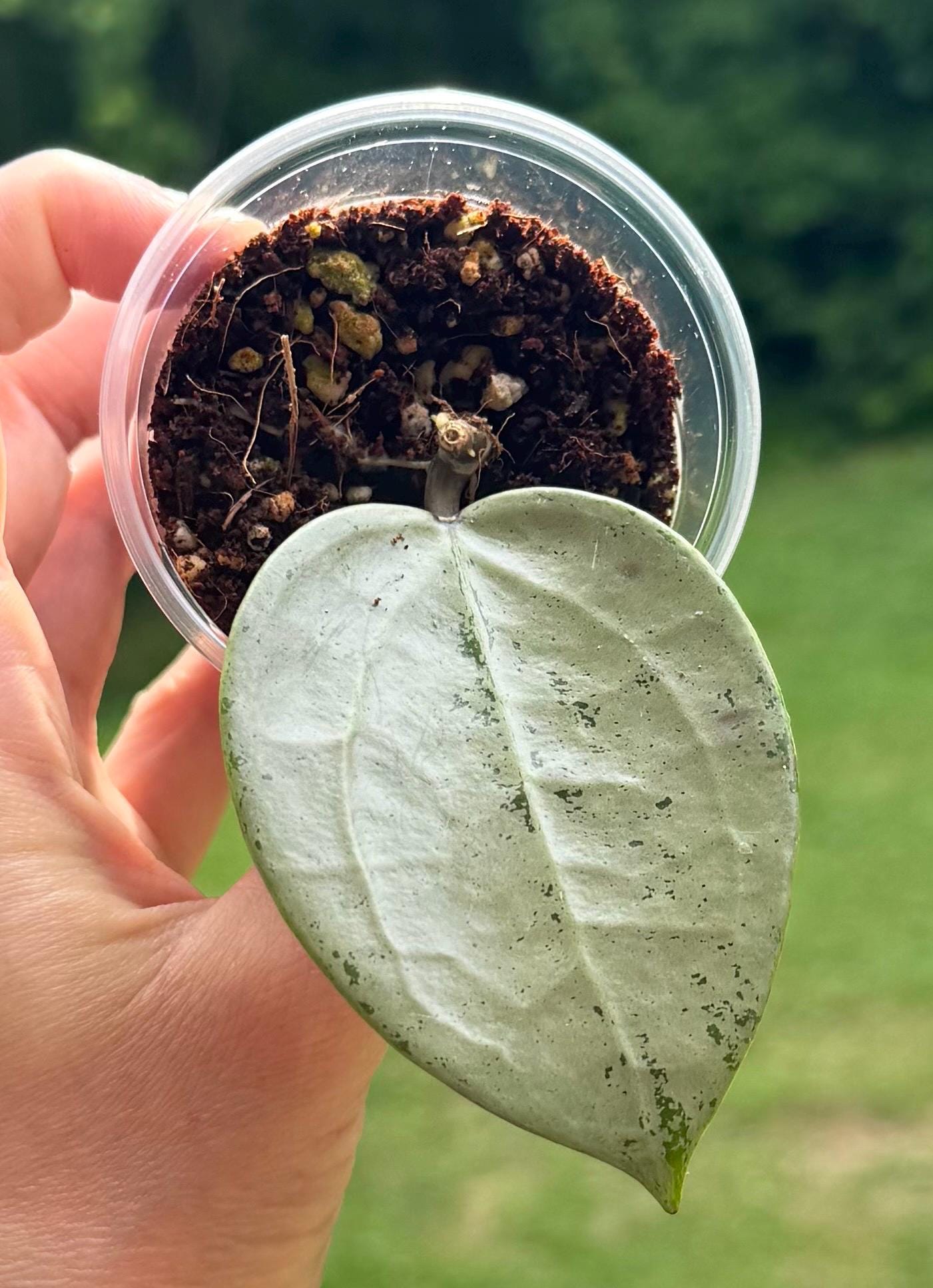 Hoya verticillata - Etsy 日本