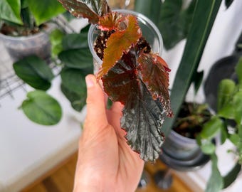 Begonia Angel-Wing ‘Lynda Dawn’ - Planta exacta en maceta de 5 cm