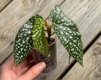 Angel-Wing Begonia ‘White Ice’ - Rooted & Growing